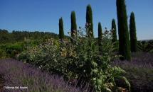 Imaginar i sentir la identitat fent i passejant pels jardins mediterranis